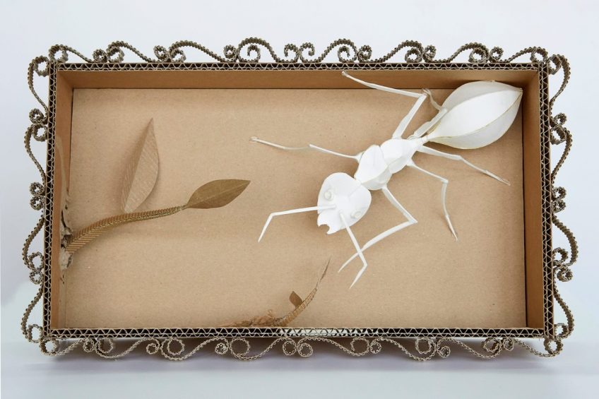 Sophie Taïs - Cartons de curiosité