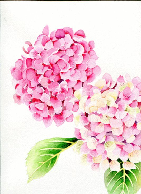Hydrangea, aquarelle, 60x70cm